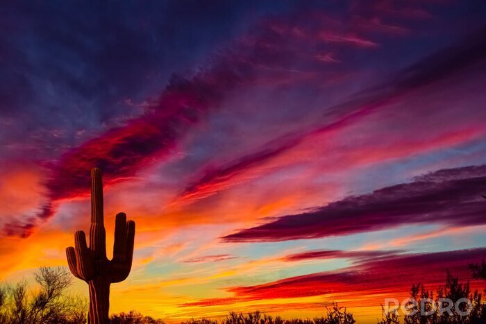 Canvas Arizona woestijnlandschap met Siguaro Cactus in silohouette