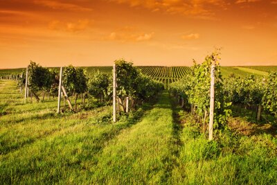 Canvas Avond uitzicht op de wijngaarden