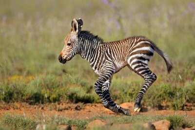 Baby zebra in galop