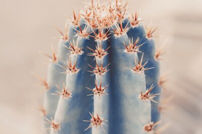 Canvas Background with big cactus, toned image