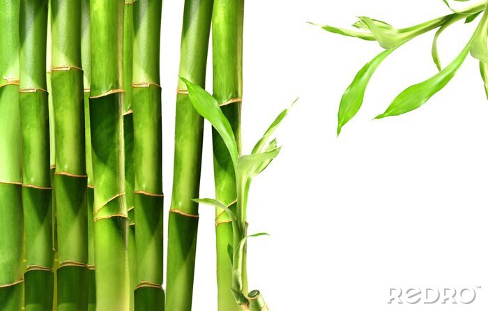 Canvas Bamboe 3D groene stengels