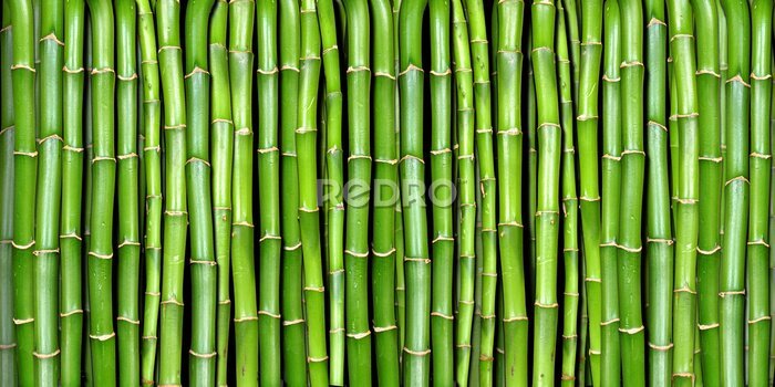 Canvas Bamboe