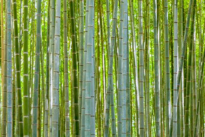 Canvas bamboe achtergrond in de natuur op dag