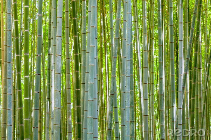 Canvas bamboe achtergrond in de natuur op dag