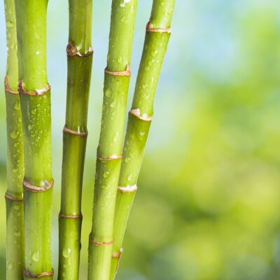 Bamboe besprenkeld met water