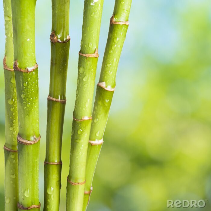 Canvas Bamboe besprenkeld met water
