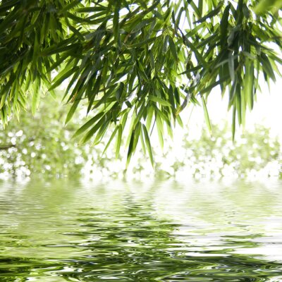 Bamboe bladeren bij het water