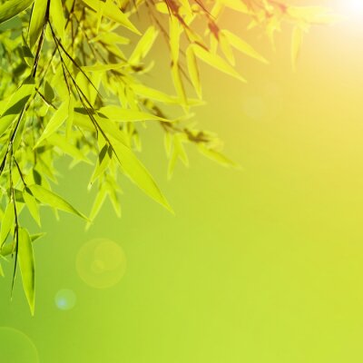 Bamboe bladeren in de zon