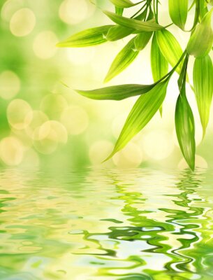 Bamboe bladeren weerspiegeld in gesmolten water