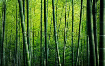 Canvas Bamboe Bos Bomen Natuur Concept