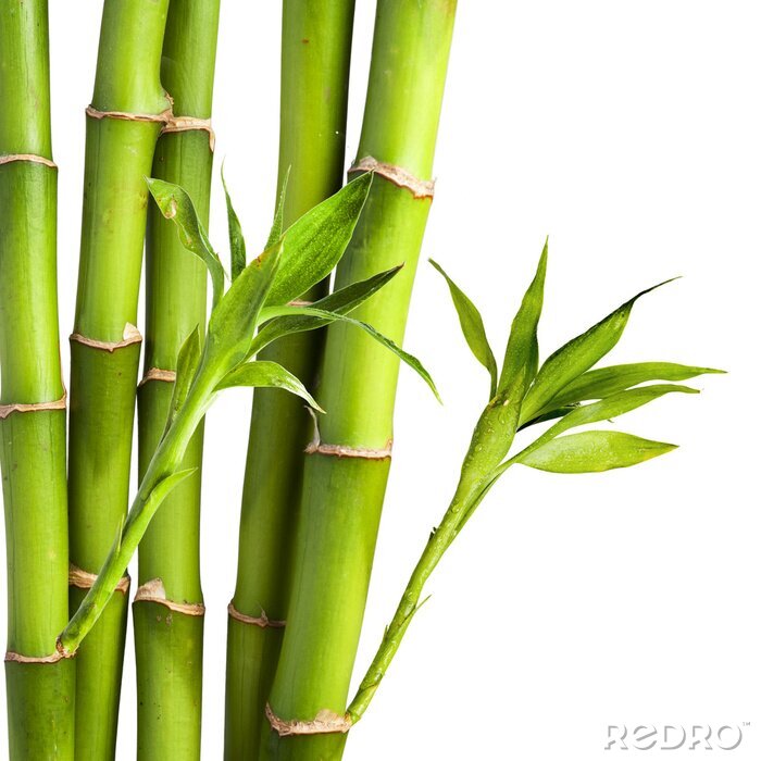 Canvas Bamboe en bladeren op een witte achtergrond