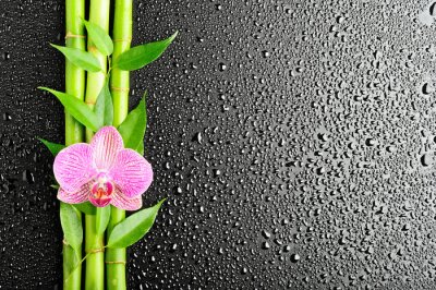 Bamboe en orchidee op zwarte achtergrond