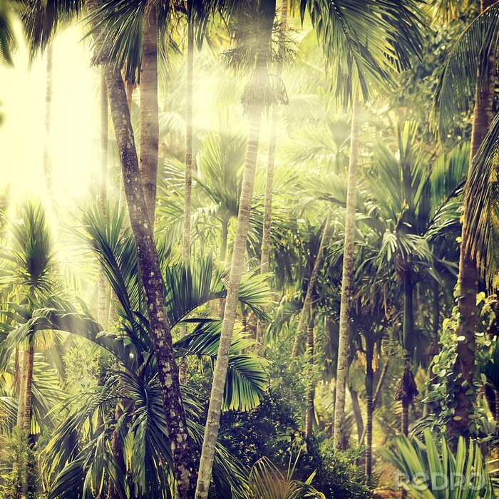 Canvas Bamboe en tropische palmen