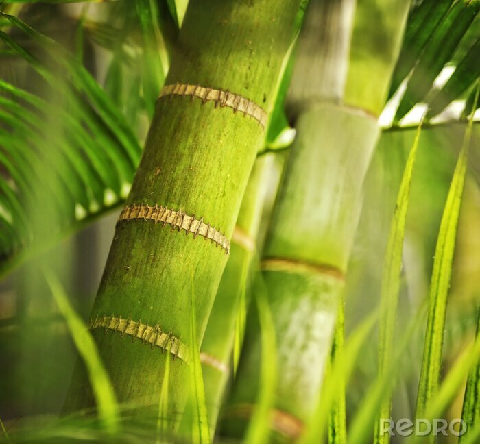 Canvas Bamboe in macro weergave
