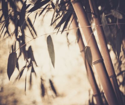 Bamboe in vintage stijl