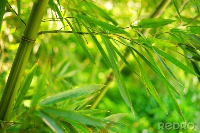 Canvas Bamboebladeren op een groene achtergrond