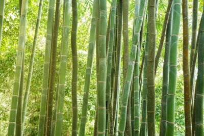 Canvas bamboebos