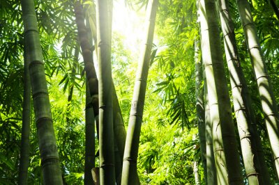 Bamboebos in de zon