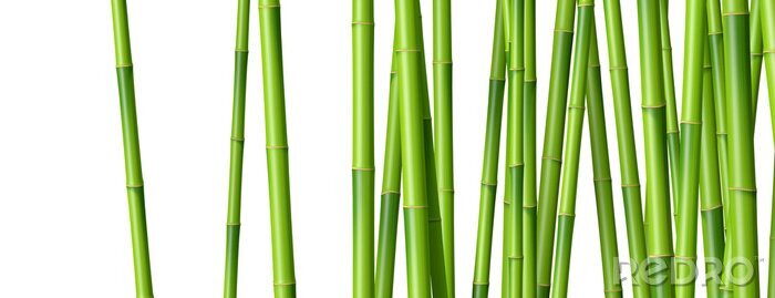 Canvas Bamboescheuten op witte achtergrond