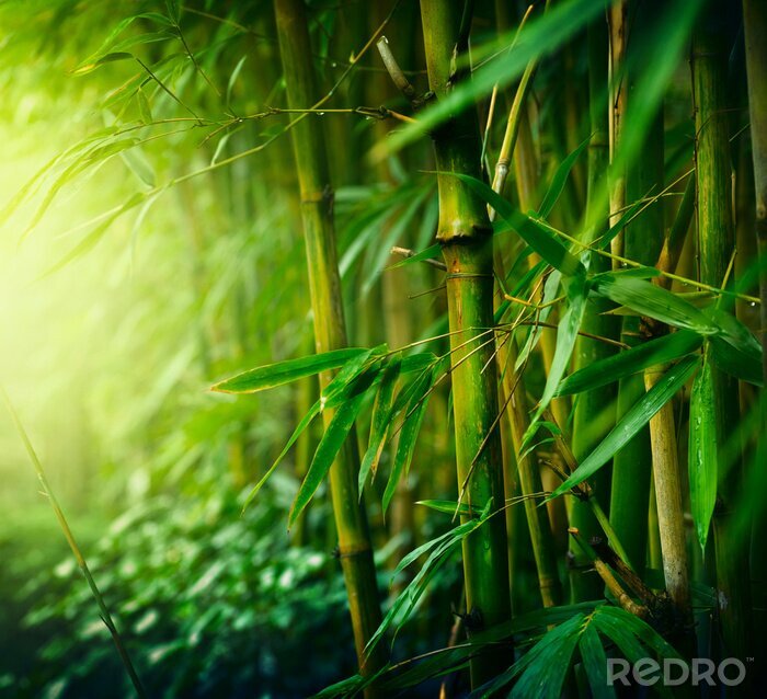 Canvas Bamboestruikgewas in de tropen