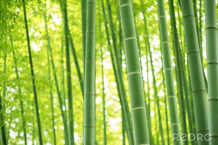 Canvas Bamboo Bos