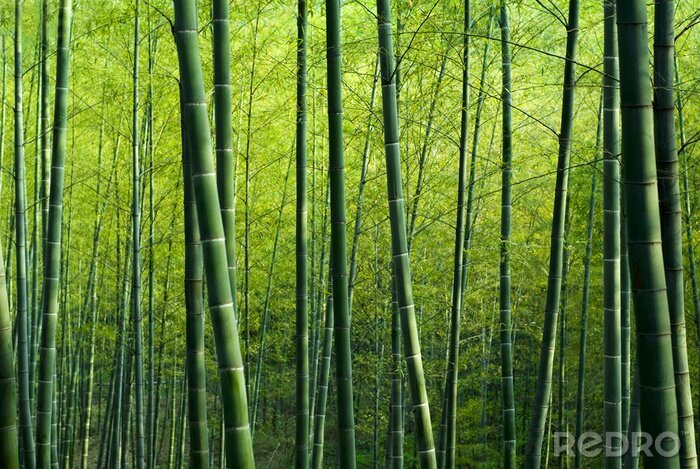 Canvas Bamboo Forest