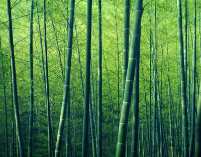 Canvas Bamboo Forest Trees Nature Concept