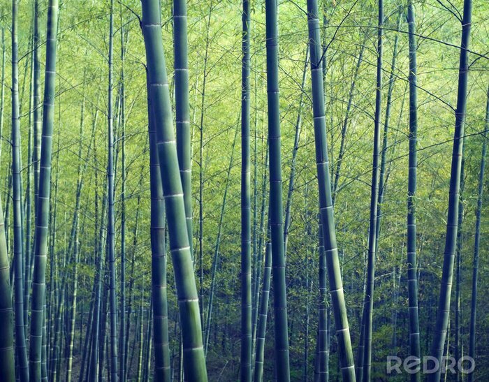 Canvas Bamboo Forest Trees Nature Concepts