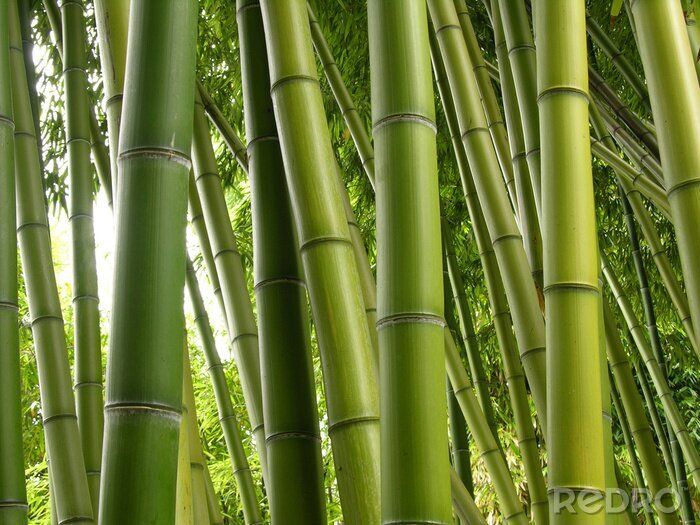 Canvas Bamboo Jungle