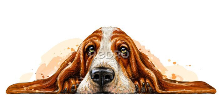Canvas Basset-hond het rusten
