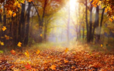 Canvas Beautiful autumn landscape with yellow trees and sun. Colorful foliage in the park. Falling  leaves natural background .Autumn season concept