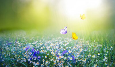 Canvas Beautiful field meadow flowers chamomile and violet wild bells and three flying butterflies in morning green grass in sunlight, natural landscape. Delightful pastoral airy fresh artistic image nature.