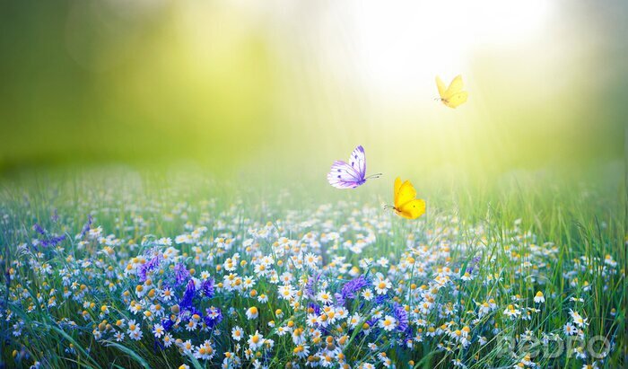 Canvas Beautiful field meadow flowers chamomile and violet wild bells and three flying butterflies in morning green grass in sunlight, natural landscape. Delightful pastoral airy fresh artistic image nature.
