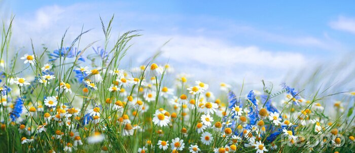 Canvas Beautiful field meadow flowers chamomile, blue wild peas in morning against blue sky with clouds, nature landscape, close-up macro. Wide format, copy space. Delightful pastoral airy artistic image.