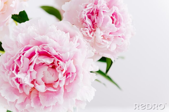 Canvas Beautiful pink peony bouquet on white background. Spring background, romantic present. Close up. Poster, greeting card, floral background concept