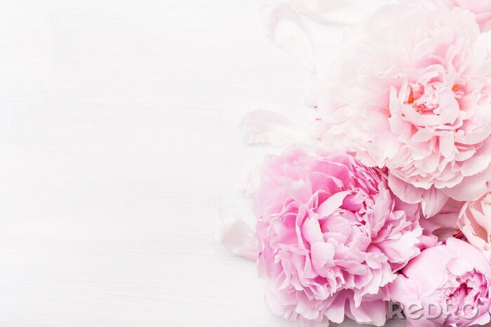 Canvas beautiful pink peony flower background