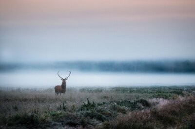 Canvas Beautiful red deer stag on the field near the foggy misty forest landscape in autumn in Belarus.