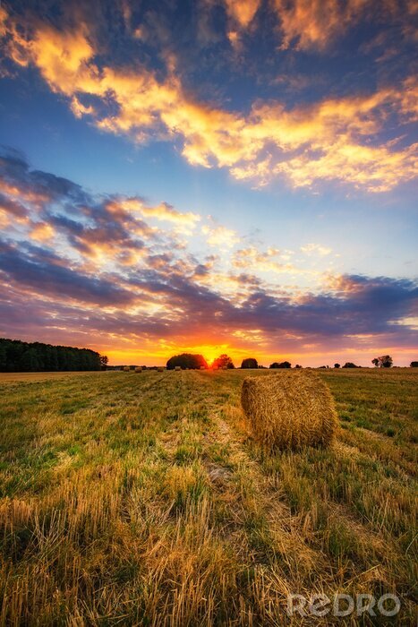 Canvas Beautiful summer sunrise over fields with hay bales