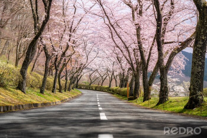 Canvas Beautiful view of Cherry blossom tunnel during spring season in April along both sides of the prefectural highway in Shizuoka prefecture, Japan.