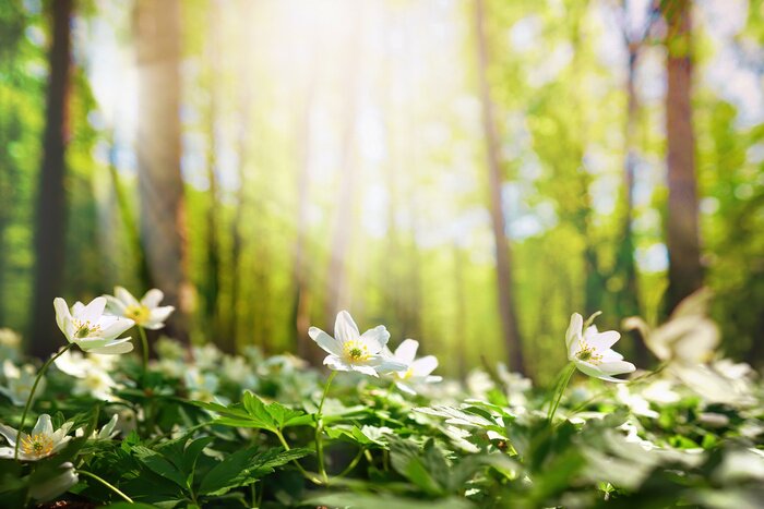 Canvas Beautiful white flowers of anemones in spring in a forest close-up in sunlight in nature. Spring forest landscape with flowering primroses.