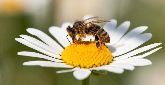 Canvas Bee or honeybee on white flower of common  daisy