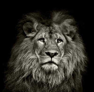 Beeld van een leeuw in zwart-wit