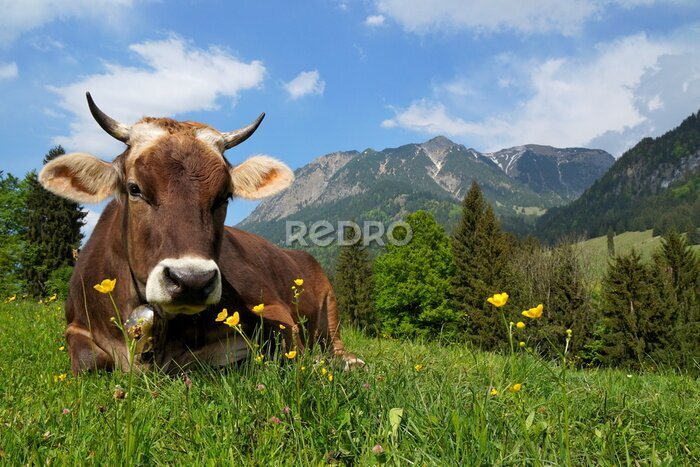Canvas Beierse koe liggend op het gras