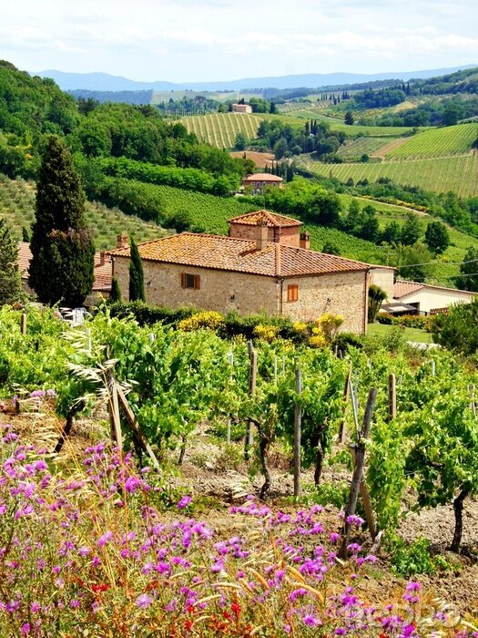 Canvas Bekijk door de wijngaarden met stenen huis, Toscane, Italië