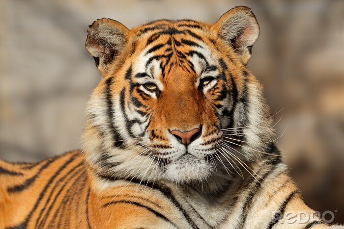 Canvas Bengaalse tijger