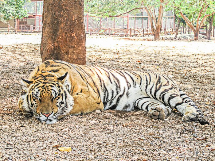 Canvas Bengaalse tijger in de dierentuin