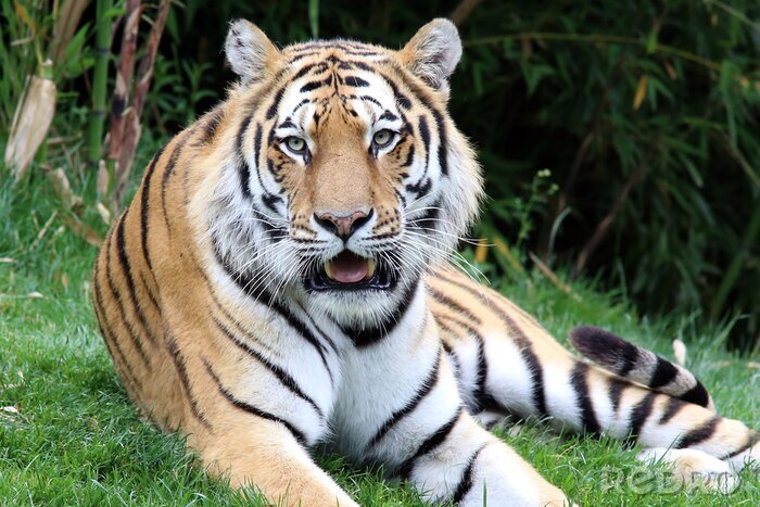 Canvas Bengaalse tijger zittend op het gras