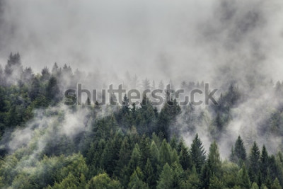 Canvas Bergen in de mist en sparren