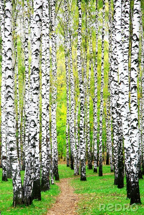 Canvas Berken en andere bomen