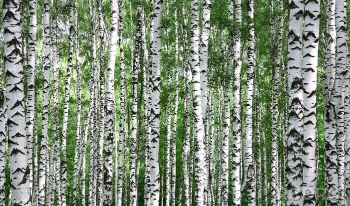 Canvas Berken en groene twijgen